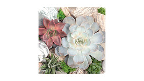 Succulent Plants and Stones Composition