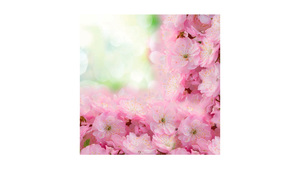 Blossoming Cherry Frame
